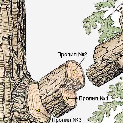 Как правильно отпилить ветку у деревa