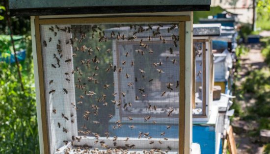 Загадочный мир матки у пчел: Сердце улья и источник жизни
